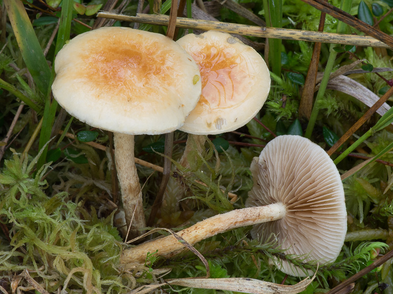 Pholiota henningsii